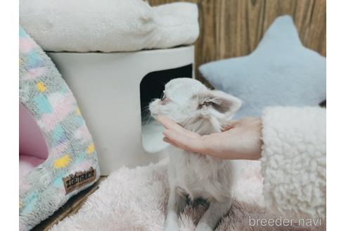 成約済の兵庫県のチワワ(ロングコート)-157036の6枚目